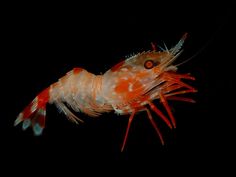 a close up of a shrimp on a black background