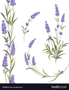 lavender flowers are shown in three stages of blooming