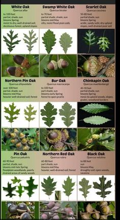 the different types of leaves and their names