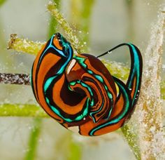 an orange and blue striped animal sitting on top of a leaf covered tree branch in the wild