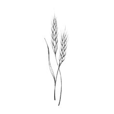 two stalks of wheat are shown in black and white, against a plain sky background