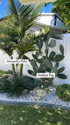 the names of different types of plants in front of a house