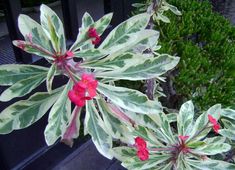 some red and green plants are next to each other in front of a window sill