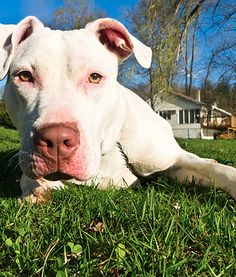 a white dog is laying in the grass