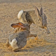 two rabbits playing with each other in the dirt and grass area, while one rabbit jumps up into the air to grab it's tail