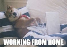 a dog laying on top of a bed with a laptop computer in its lap and the caption working from home