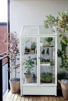 a white glass case with plants in it on a wooden floor next to potted plants