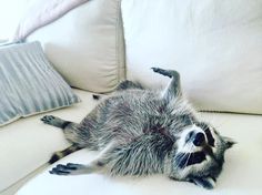 a raccoon laying on its back on a couch