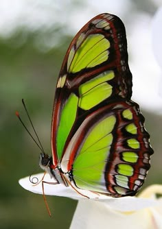 a green and black butterfly sitting on top of a white flower