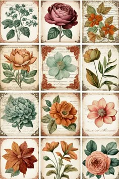 many different types of flowers are shown in this image