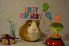 a brown and white hamster sitting next to a birthday cake with balloons on it