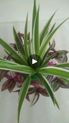 a potted plant with green and purple leaves