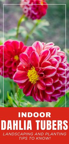 dahlia flowers with text overlay that reads indoor dahlia tubers landscaping and planting tips to know