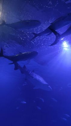 several sharks swimming in an aquarium with lights on their heads and one is looking at the camera