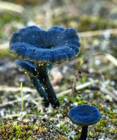 two blue mushrooms sitting on the ground next to each other