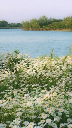 daisies and other wildflowers in front of the water with a bridge in the background