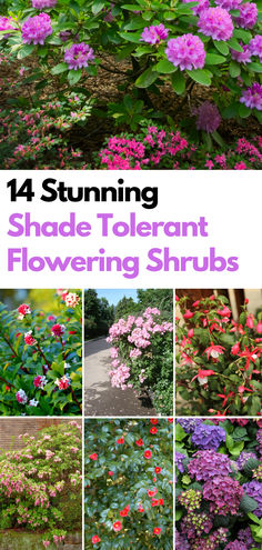 14 Amazing Shade-Tolerant Flowering Shrubs for A Not So Sunny Garden Garden In The Shade, Shade Friendly Plants, Shade Garden Front Of House, English Shade Garden, Shaded Flower Beds, Flowers For Shaded Areas, Small Shade Garden, Part Shade Garden, Hillside Orchard