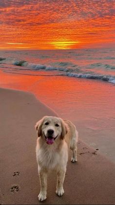 a dog is standing on the beach at sunset