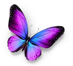 an image of a purple butterfly with the words abcc wum s korean on it