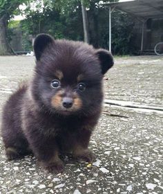 a small black and brown dog sitting on top of gravel