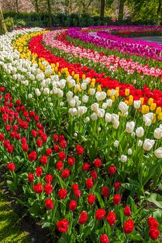 many different colored tulips in a garden