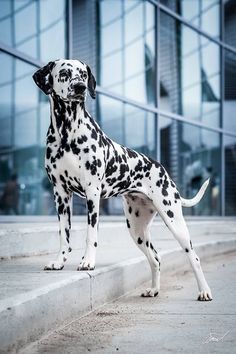 a dalmatian dog standing on concrete steps in front of a building