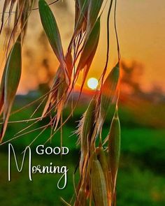 the sun is setting behind some corn stalks with words good morning on it and an image of