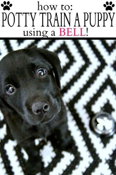 a puppy sitting on top of a black and white rug with the words how to potty train a puppy using a bell