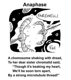 an image of a cartoon character with the words anaphase