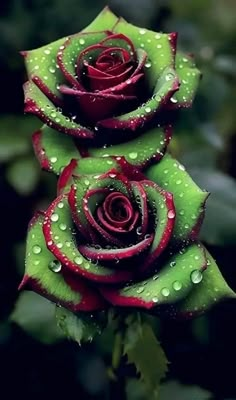 two red and green roses with water droplets on them, sitting in front of leaves