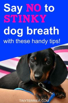 a black and brown dog laying on top of a person's arm with the words say no to stinky dog breath