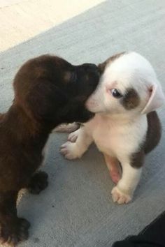 two puppies playing with each other on the floor