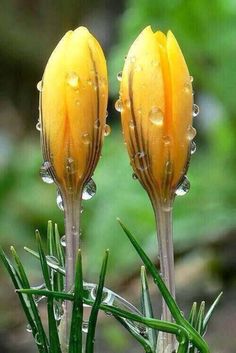 two yellow flowers with drops of water on them, in front of a black and white background