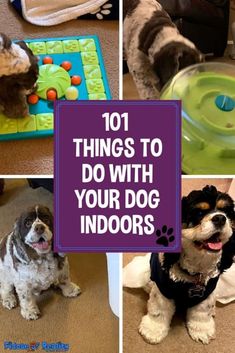 there are pictures of dogs and their toys in this collage with the words 101 things to do with your dog indoors