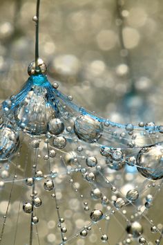 a dandelion with water droplets hanging from it