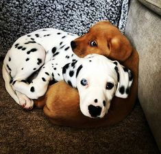 two dalmatian puppies cuddle together on the couch