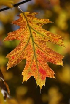 an orange and yellow leaf is hanging from a branch with other leaves in the background