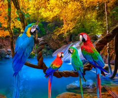 four colorful parrots are perched on a branch in front of a blue river and waterfall