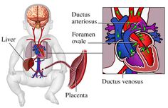 diagram of the human body with labels on its organs and their corresponding parts labeled in red