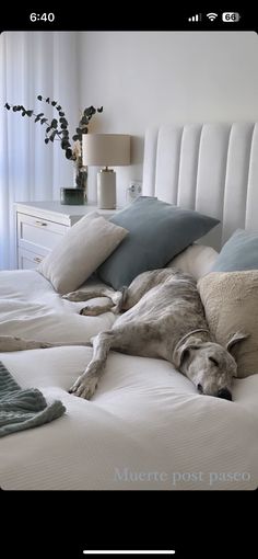 a large dog laying on top of a white bed