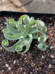 a small green plant sitting on top of a dirt ground