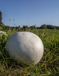 a large white ball sitting in the grass