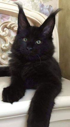 a black cat sitting on top of a white chair