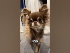 a small brown dog standing on top of a bed