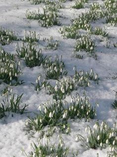 snowdrops are blooming on the grass in the snow, and there is no image here to provide a caption for