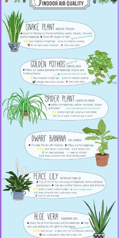 an info sheet describing the different types of houseplants and how to care for them