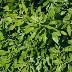 green leaves are growing on the branches of a tree in an area that looks like it is