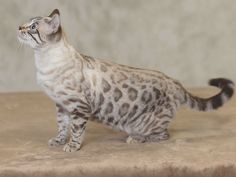 a cat standing on top of a table next to a wall