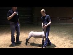 a man standing next to a sheep on top of a dirt field