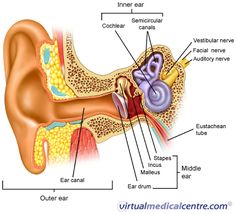 an ear labeled with all the parts labelled